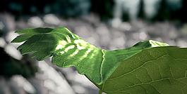 創意山體動漫圖片
