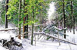 密林雪浓图片