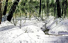 雪林晌午圖片