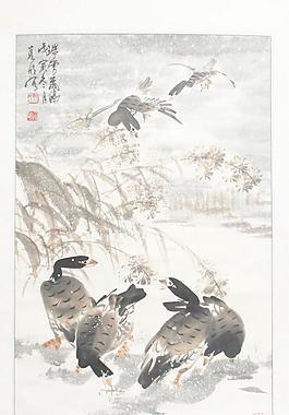 鴨子圖片