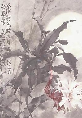 昙花图片
