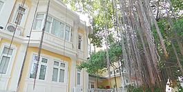 歐式建筑和榕樹圖片