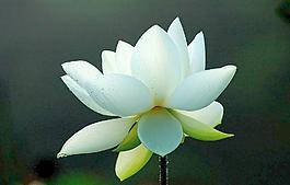 荷花圖片