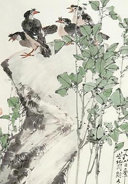 八哥图片