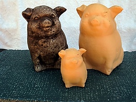 豬