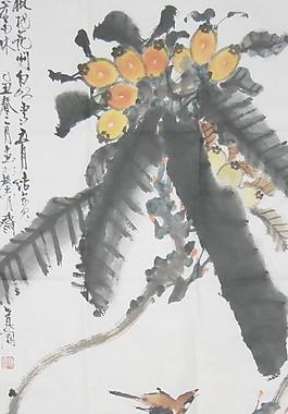 枇杷圖片