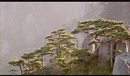 高山苍松树木视频素材图片