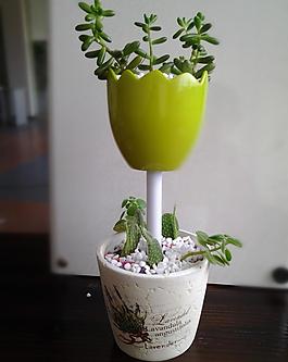 多肉植物創意組合栽培圖片
