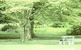 森林公園圖片