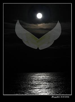 夜鶯圖片