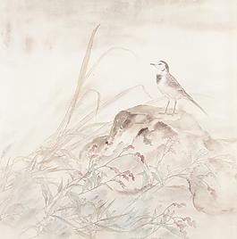 蓼草鶻鴿圖片
