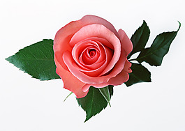 花朵素材