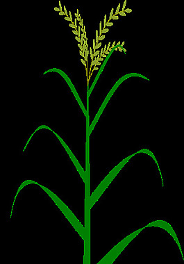 谷類植物