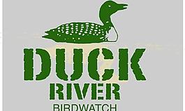 鴨子圖片
