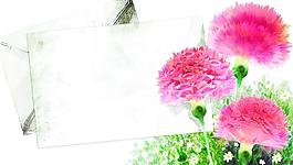 花卉植物圖片