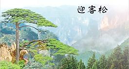 迎客松圖片