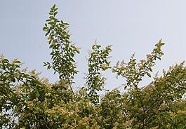 米桂花图片