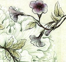 喇叭花圖片