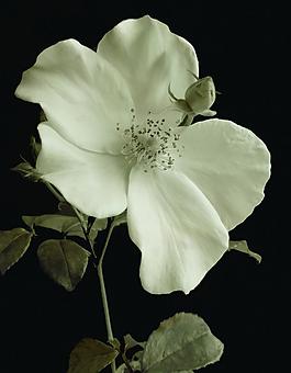 白色月季花圖片