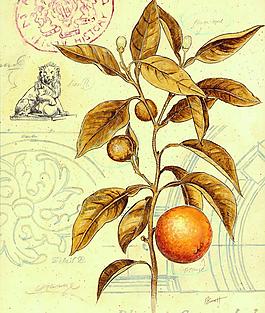 植物装饰画图片