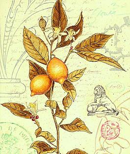 植物装饰画图片