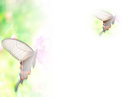 花蝴蝶ppt模版