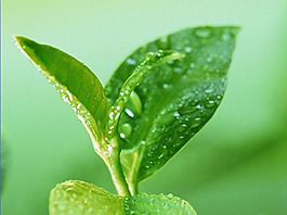 論文答辯ppt模板