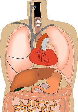 内部器官的医学图剪贴画