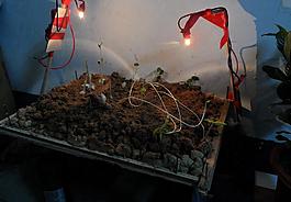 屋內種植圖片