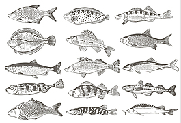 德國魚單色插圖矢量