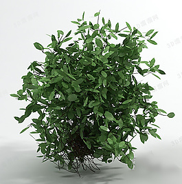 超级大绿萝植物