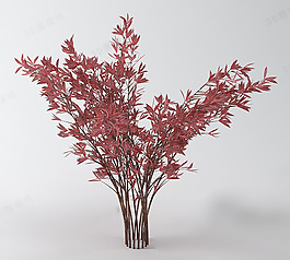紅樹楓葉