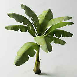 芭蕉葉熱帶植物