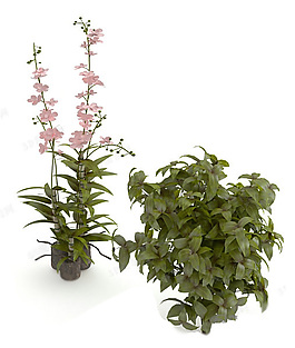 綠色栽培植物
