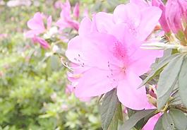 杜鵑花圖片