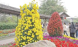 紅黃共艷圖片