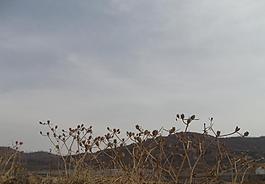 與群山共舞圖片