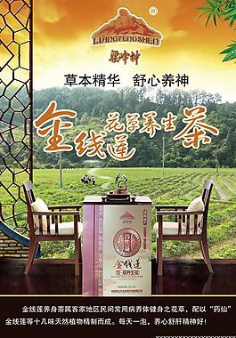 金线莲养生茶广告PSD宣传海