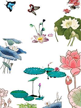 荷花圖片