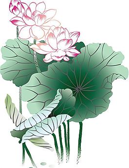 荷花圖片