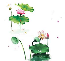 荷花圖片