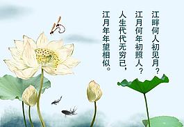 荷花圖片