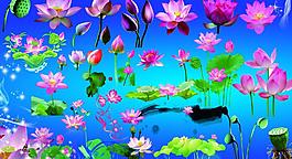 荷花圖片