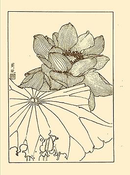 荷花圖片