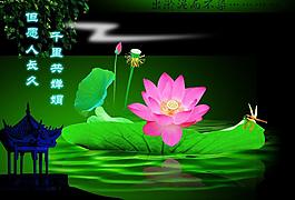 荷花圖片