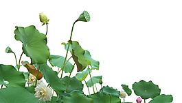 荷花圖片