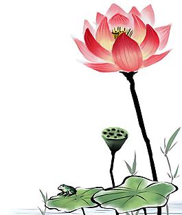 荷花圖片