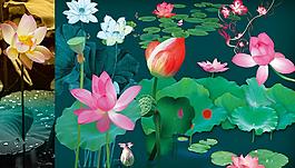 荷花圖片