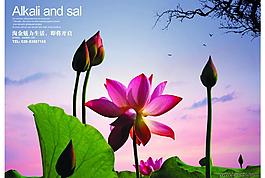 荷花圖片