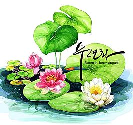 荷花圖片
